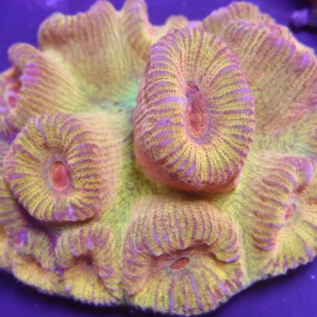 Barabattoia (Fluted Moon Coral) Frag (Approx. 3 heads)
