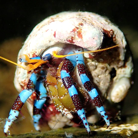 Calcinus Elegans (Blue hermit crab)