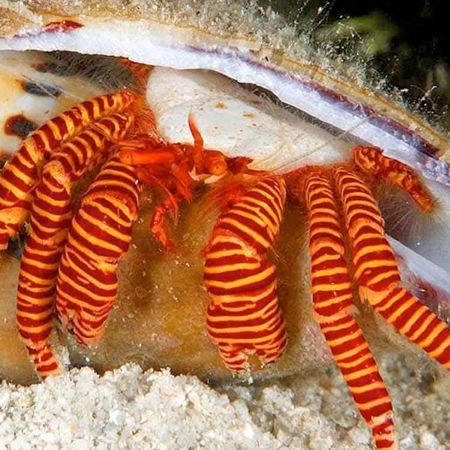 Ciliopagurus strigatus (Red Ring-legged Hermit Crab)