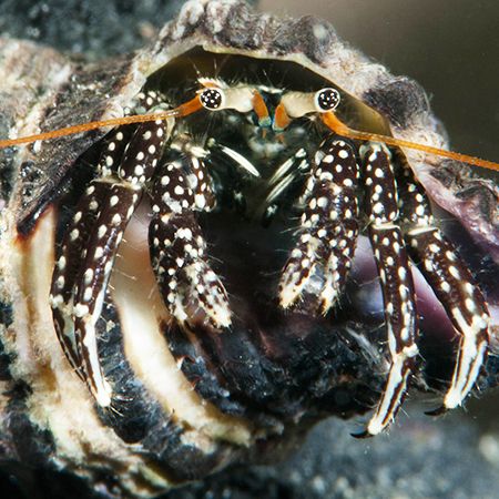 Clibanarius striolatus (Hermit crab)