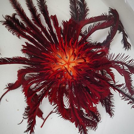 Comatula (Bright red feather star) (Diameter approx. 15 cm)