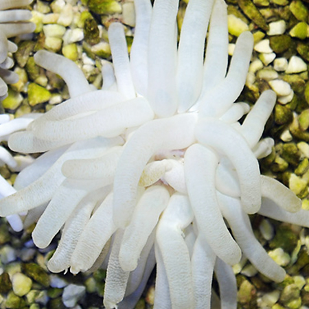 Condylactis Gigantea white S (Approx. 3-4 cm)