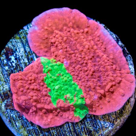 Crafted Montipora Green / Red Frag (Approx. 3 cm)