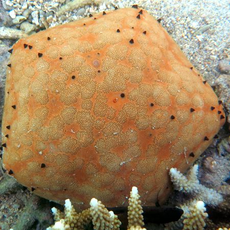 Culcita Schmideliana (pentagonal starfish)