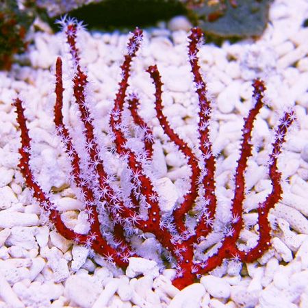 Diodogorgia nodulifera (Red finger gorgonian) S (Approx. 3-4 cm)
