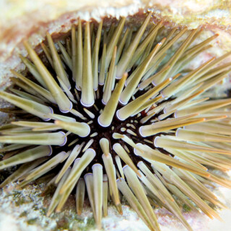 Echinometra Mathaei (Rock Sea Urchin)