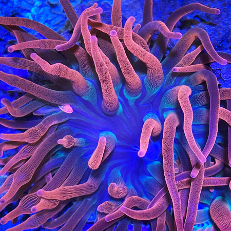 Entacmaea quadricolor - Nipple anemone