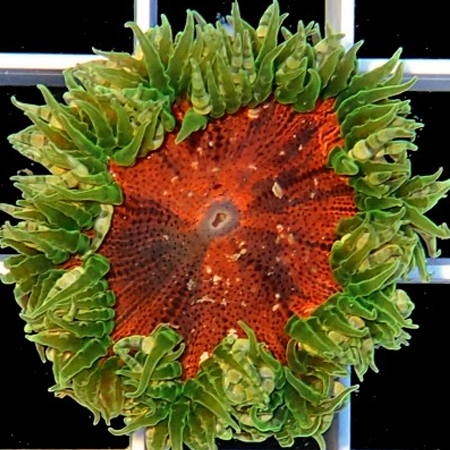 Epicystis Crucifer (Green with red center)