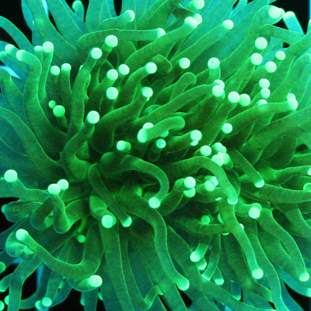 Euphyllia Glabrescens Ultra Green with yellow tips