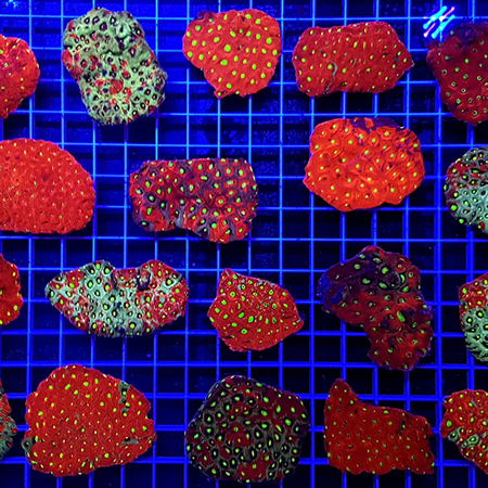Favites Ultra War Coral M (4 - 5 cm) (On Sale!)