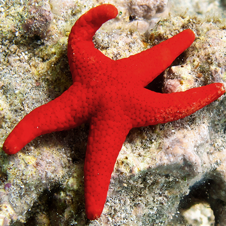 Fromia milleporella (Thousand Point Starfish)