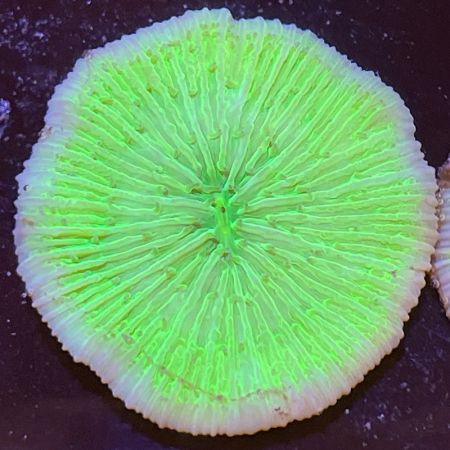 Fungia sp Groen M (Approx. 2-3 cm)