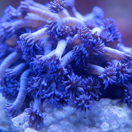 Goniopora Tenuidens Blue/Purple Frag (2-3 cm)