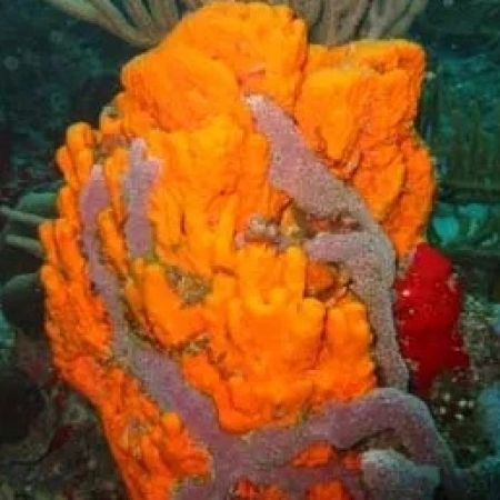 Hymeniacidon sponge (Orange / Red) S (Ong 10 cm.)
