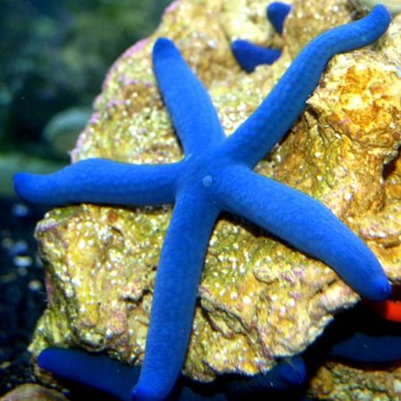 Linckia Laevigata (Blue Starfish) S (Approx 5 - 6 cm)