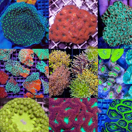 LPS Corals Mix Pack (10 Soft Corals)