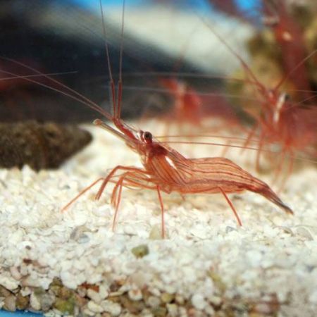 Lysmata wurdemanni (peppermint shrimp) S (Approx. 2-3 cm)