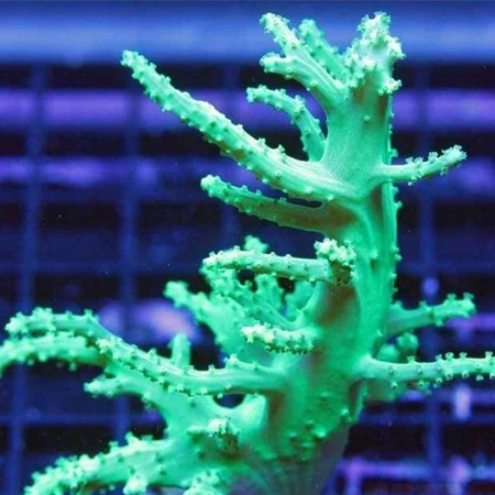 Nephthea Coral Neon Groen S (Approx. 5 cm)