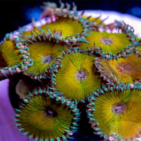 Nuclear Death Palys (Zoanthus gigantus) (Approx. 20 polyps)