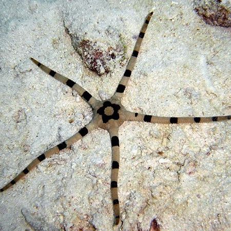 Ophiolepis Superba (Spotted Snake Starfish) (Approx. 10 cm)
