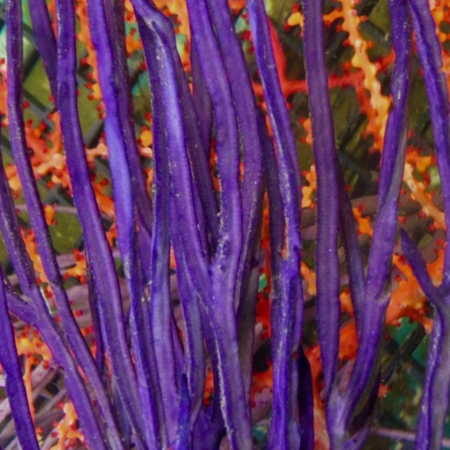 Pterogorgia anceps (Purple ribbon gorgonian) S (Approx. 3-4 cm)