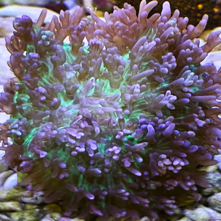 Rhodactis indosinensis (Neon Green / Purple Hairy Mushroom) (1 piece)