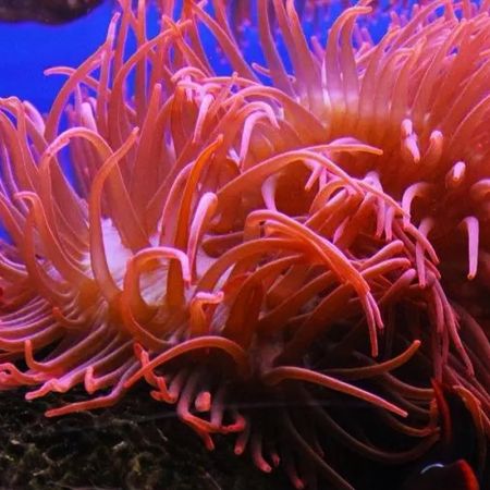 Red nipple anemone