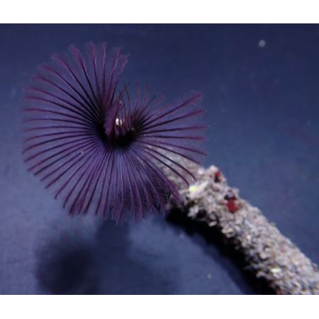 Sabellastarte Purple (Tube worm)