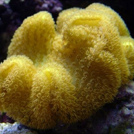 Sarcophyton Yellow (Tonga/Fiji) S (Approx. 5 cm)