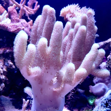 Sinularia asterolobata (Finger Leather Coral) Pink / Green L (Approx. 15 cm)