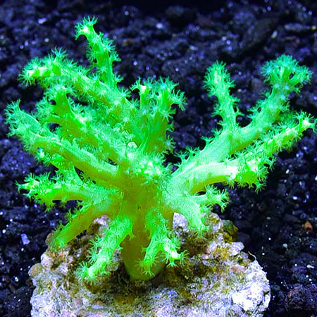 Sinularia Asterolobata (Finger Leather Coral) Ultra Green S (Approx. 5 cm)