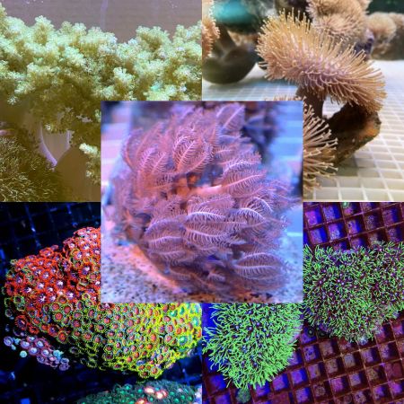 Soft Coral Pack (Offer!)