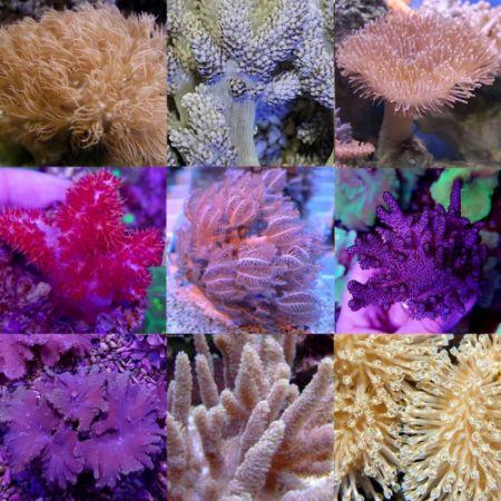 Soft corals Mix Pack M (10 soft corals)