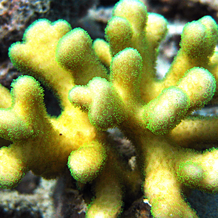 Stylophora Yellow / Green Frag (Approx. 3-4 cm)