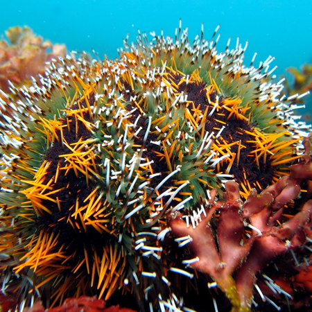 Tripneustes Gratilla (Striped Sea Urchin) M (Aprox. 4-5 cm)