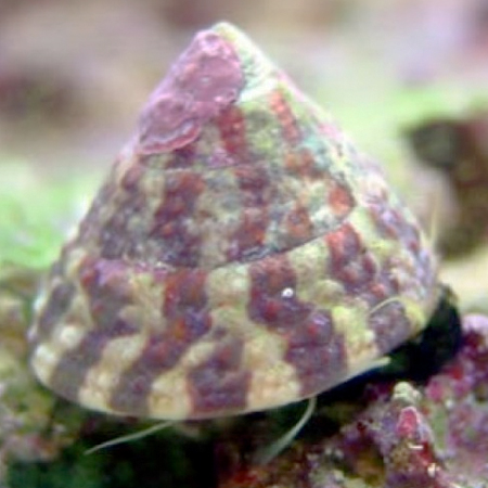 Trochus Histrio snail