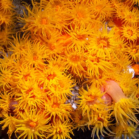 Tubastrea Orange (Strawberry Coral) S (2-3 cm)