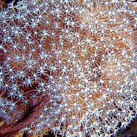 Tubipora Musica Fine Polyp (Organ Pipe Coral) S (2-3 cm)