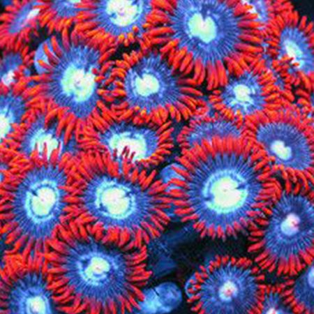 Zoanthus Alpha and Omega S (4-5 polyps)