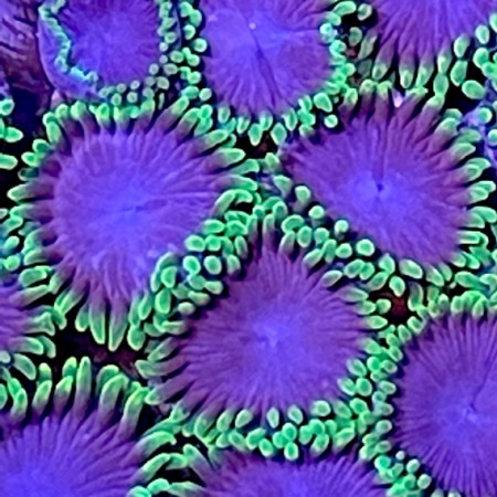 Zoanthus Joker Frag (2-3 polyps)