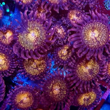 Zoanthus Pink & Gold S (Approx. 10 polyps)