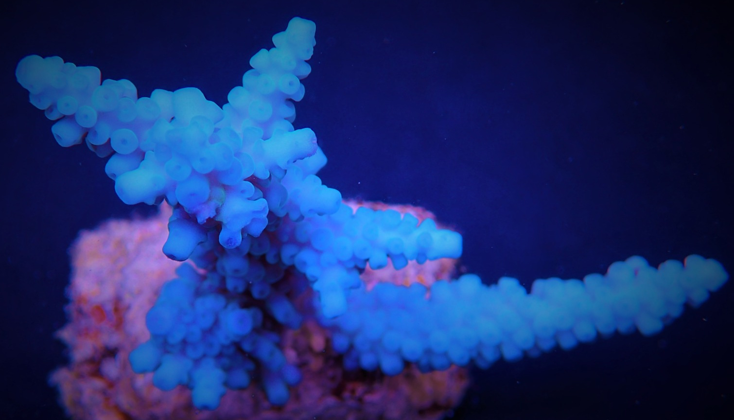 Acropora Gomezi Blue Acropora Corals
