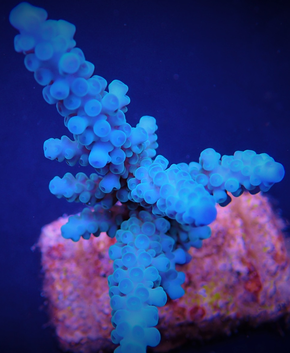 Acropora Gomezi Blue Acropora Corals