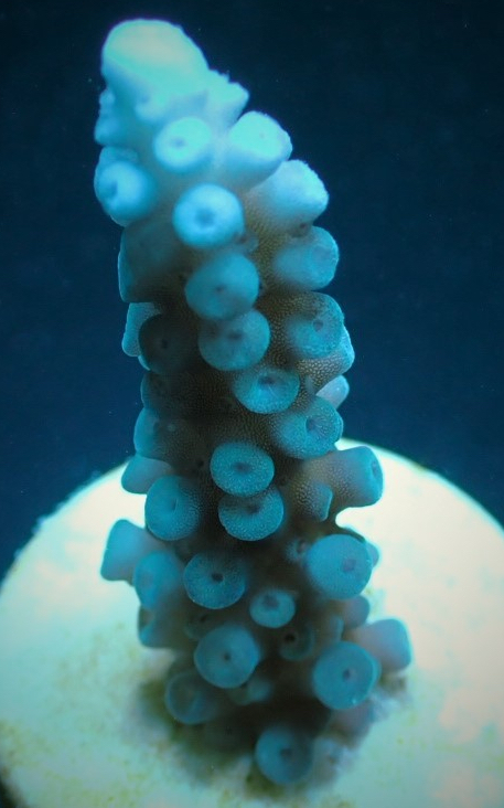 Acropora Gomezi Blue Acropora Corals