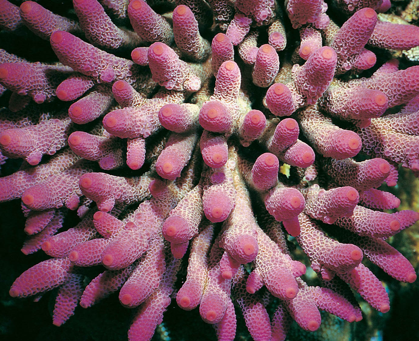 Acropora Spathulata Pink | Acropora | Lifestock