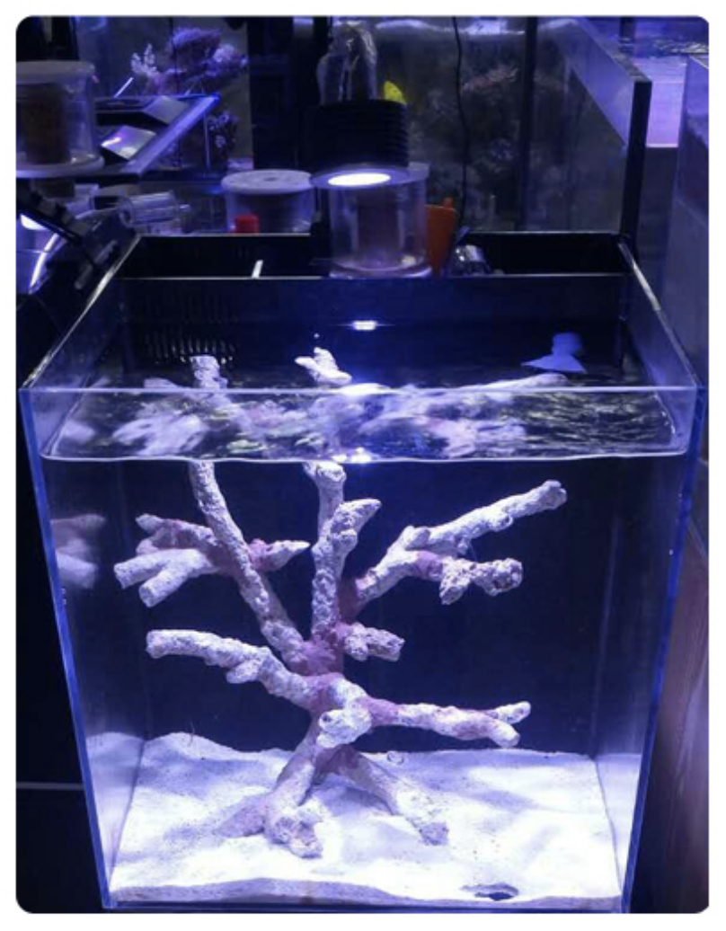 Bek tennis dek Asta 20 Nano marine aquarium LED lighting | Lighting