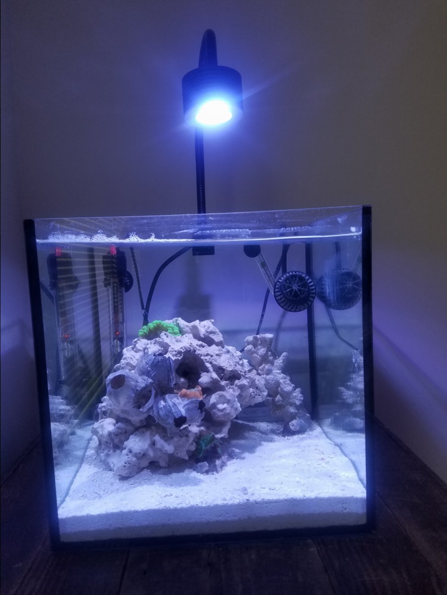 werkloosheid Tussen Cordelia Asta 20 Nano marine aquarium LED lighting | Lighting