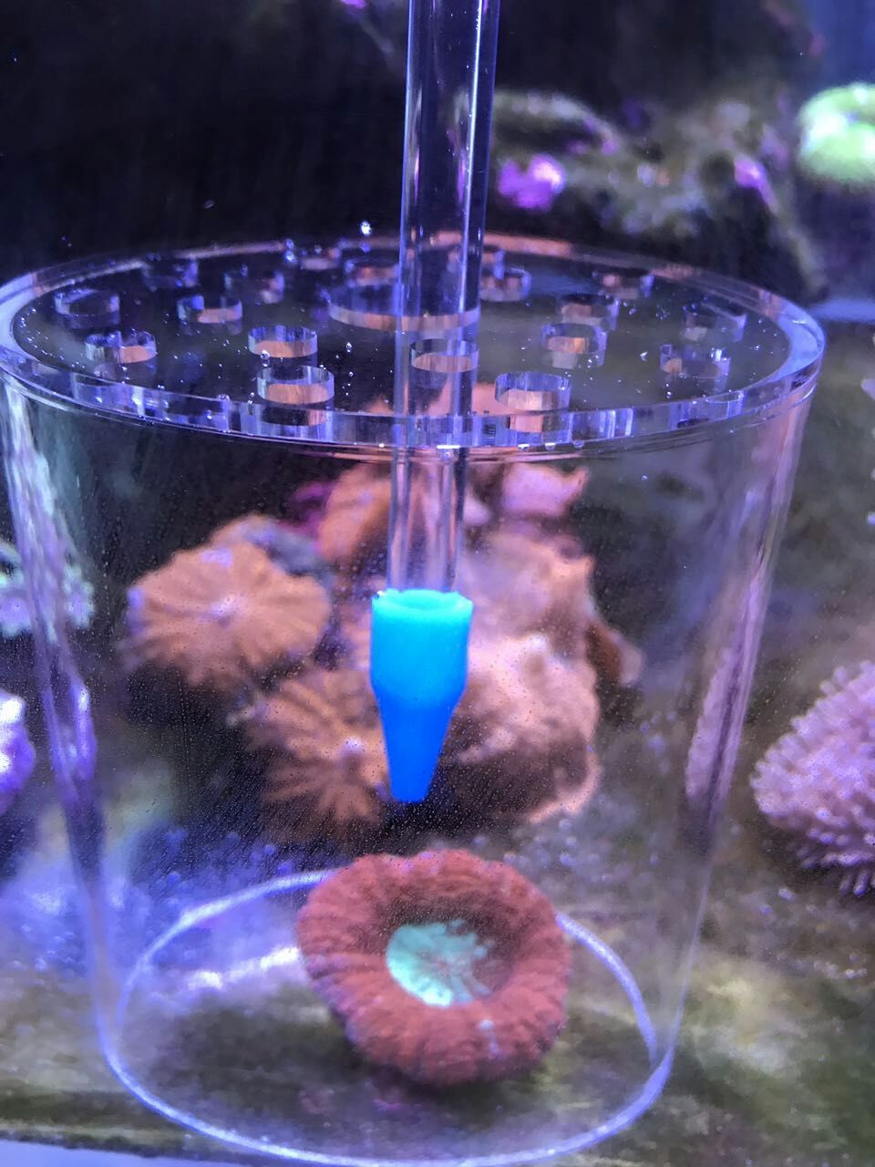 Coral Feeder Cover