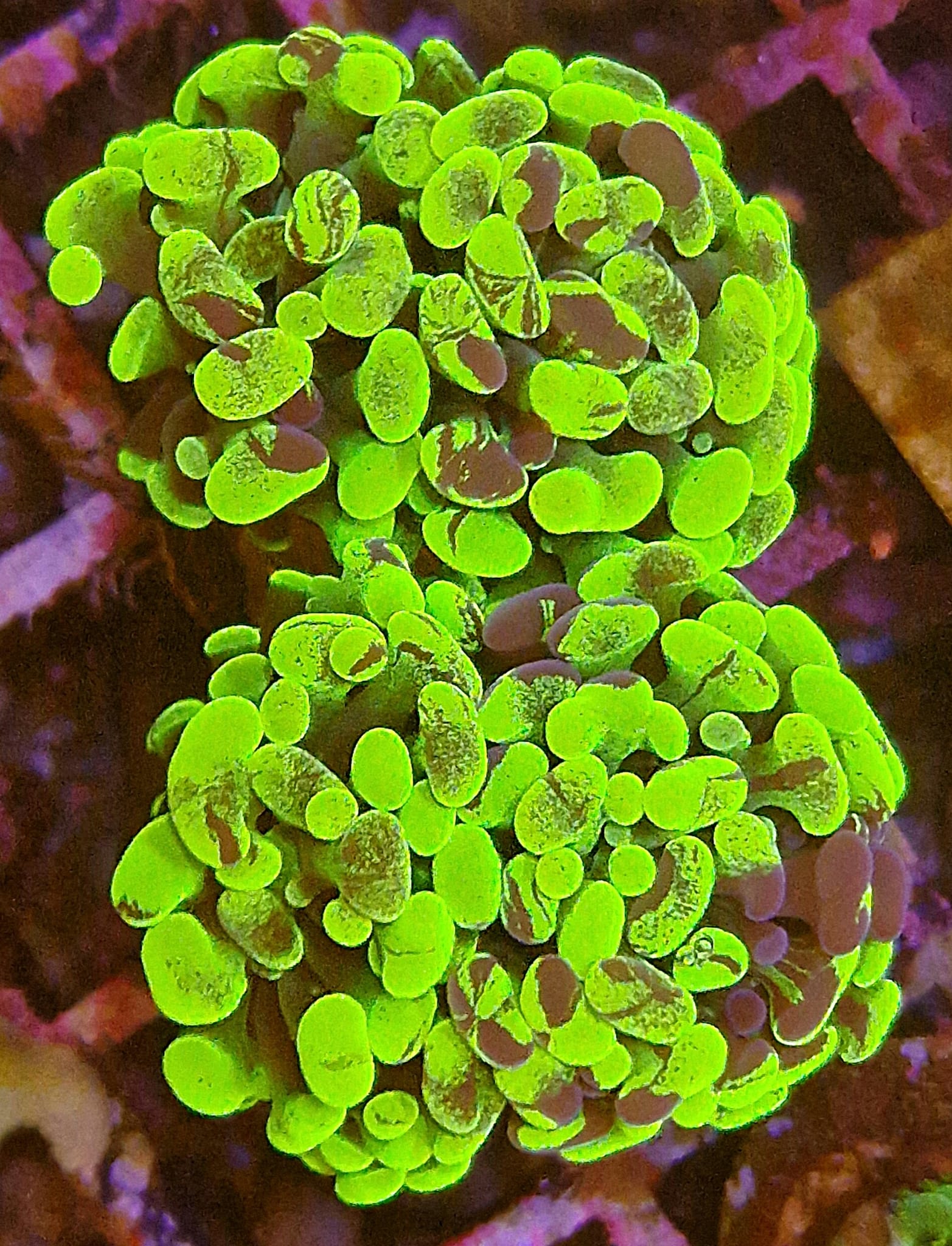 Euphyllia Paraancora Ultra Neon Groen