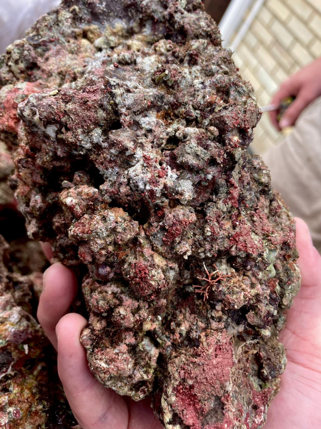 Walt Smith Reef 2.1 Medium to Large Rock, 55 lb